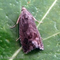 Cydia splendana - Kenneth Noble